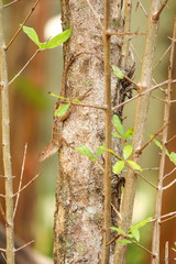 Lizard climbing tree in forest