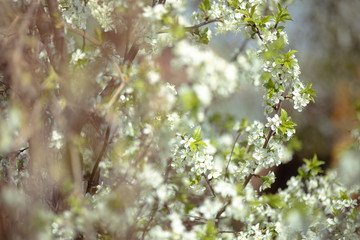 Spring blossom white tree 