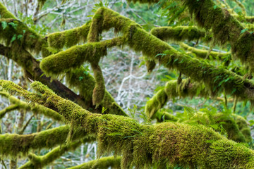 moss covered tree branches in Olympic National Park