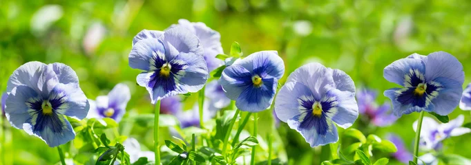  kleurrijke viooltje bloemen in een tuin, zomer achtergrond © Nitr