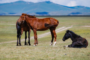 Obraz na płótnie Canvas Horses grazing on Kyrgyz steppe, near Songkol lake, Kyrgyzstan.