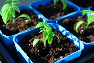 Seedlings of tomatoes in pots on the window of the house. Growing tomatoes for planting. Close-up. Background.