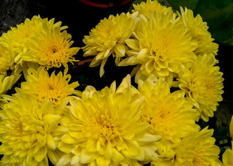 Obraz premium bouquet of yellow flowers