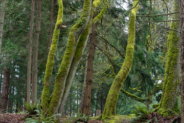 Fototapeta premium Landscape of moss-covered trees in a forest