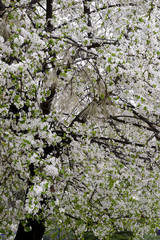 white flowers of a tree in spring