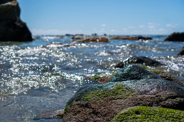 mossy beach rocks in the ocean