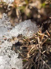 ice on dry grass 
