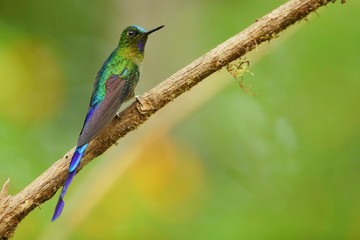 Fototapeta premium Best hummingbird in Costa Rica. Wildlife scene from nature. Birdwatching in South America, Trinidad, Tobago, Panama.