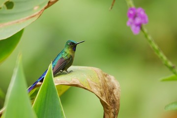 Best hummingbird in Costa Rica. Wildlife scene from nature. Birdwatching in South America, Trinidad, Tobago, Panama.
