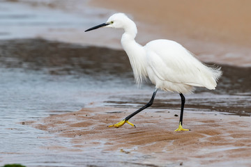 Egretta garzetta, Little Egret, walking on the sand at the seashore