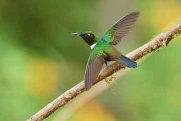 Best hummingbird in Costa Rica. Wildlife scene from nature. Birdwatching in South America, Trinidad, Tobago, Panama.