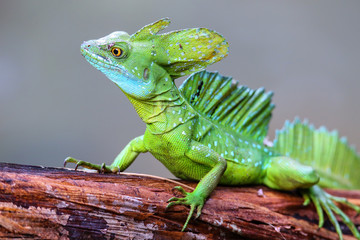 Male plumed basilisk (Basiliscus plumifrons) sitting on a log, Costa Rica