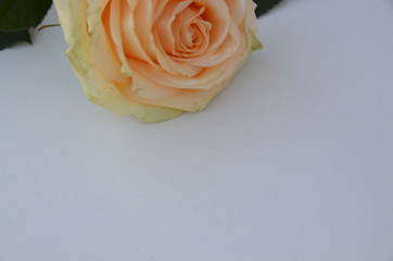 On a white background lies a beautiful fresh rose with green leaves.