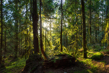 Beautiful Panoramic View of the Enchanted Rain Forest during a vibrant sunny winter day. Taken in Belcarra, Vancouver, British Columbia, Canada. Nature Panorama Background