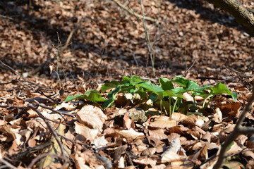Grün zwischen Braun