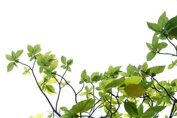 Tropical tree leaves with branches on white isolated background for green foliage backdrop 