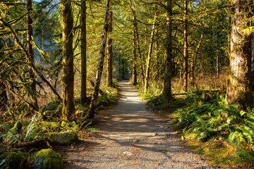 Naklejka premium Beautiful Pathway in the colorful and vibrant Rain Forest during a sunny winter day. Taken in Golden Ears Provincial Park, near Vancouver, British Columbia, Canada.