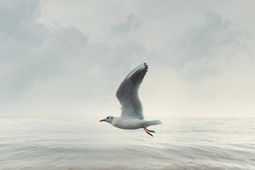 seagull flies free in the sky over the ocean