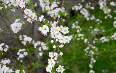 white flowers of a tree in spring