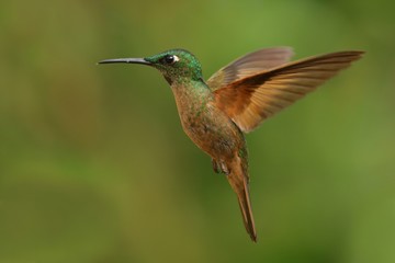 Best hummingbird in Costa Rica. Wildlife scene from nature. Birdwatching in South America, Trinidad, Tobago, Panama.