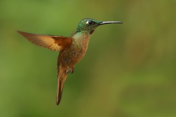 Best hummingbird in Costa Rica. Wildlife scene from nature. Birdwatching in South America, Trinidad, Tobago, Panama.