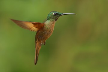 Obraz premium Best hummingbird in Costa Rica. Wildlife scene from nature. Birdwatching in South America, Trinidad, Tobago, Panama.