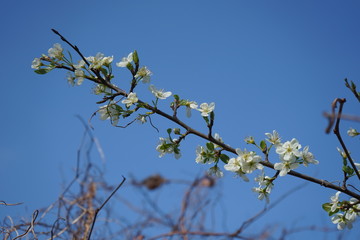 Blüte