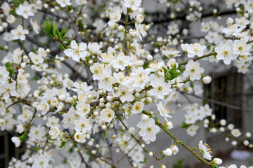 white flowers of a tree in spring