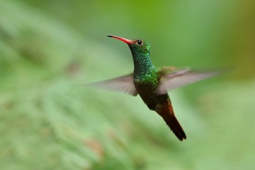Fototapeta na wymiar Best hummingbird in Costa Rica. Wildlife scene from nature. Birdwatching in South America, Trinidad, Tobago, Panama.