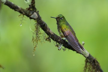 Best hummingbird in Costa Rica. Wildlife scene from nature. Birdwatching in South America, Trinidad, Tobago, Panama.