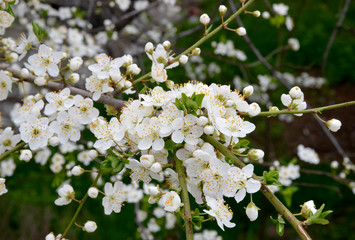 white flowers of a tree in spring