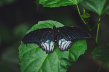 A beautiful butterfly sits on a flower
