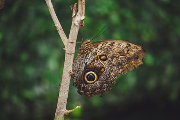 A beautiful butterfly sits on a flower