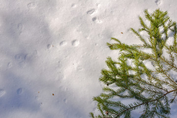 The green branch of the spruce lies on white snow.