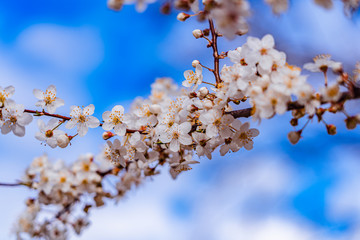 Blüten im Frühling mit blauen Himmel