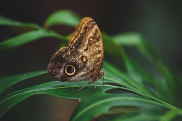 A beautiful butterfly sits on a flower