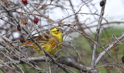 Fototapeta premium Yellowhammer on branch, Emberiza citrinella