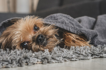 Yorkshire terrier dog after shower in a towel
