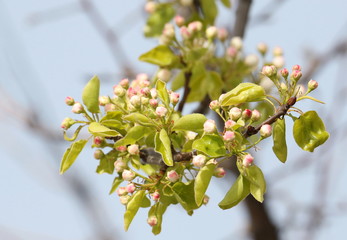 Blooming apple tree flowers on twig, background