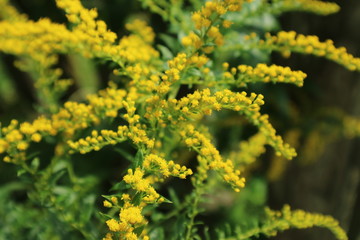 yellow flowers in the garden