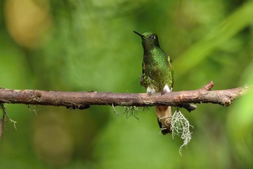 Best hummingbird in Costa Rica. Wildlife scene from nature. Birdwatching in South America, Trinidad, Tobago, Panama.