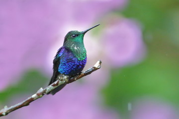 Fototapeta premium Najlepszy koliber w Kostaryce. Scena dzikiej przyrody z natury. Obserwacja ptaków w Ameryce Południowej, Trynidadzie, Tobago, Panamie.