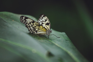 A beautiful butterfly sits on a flower