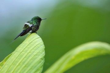 Best hummingbird in Costa Rica. Wildlife scene from nature. Birdwatching in South America, Trinidad, Tobago, Panama.