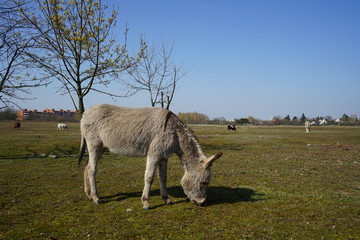 Esel