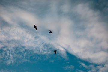 flying in the sky
