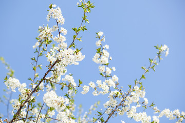 Spring blossom with blue sky an white flowers on a beautiful spring day. Beautiful cherry blossom sakura in spring time over blue sky. Beautifully blossoming tree branch apple. Easter. Allergy season	