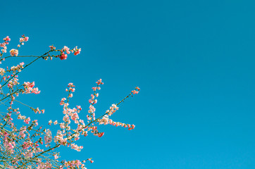 Fototapeta na wymiar Cherry blossom (Sakura)
