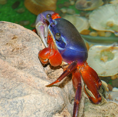 Rainbow crab (Latin. Cardisoma armatum)