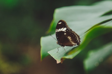 A beautiful butterfly sits on a flower